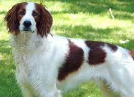 Image result for irský červenobílý setr