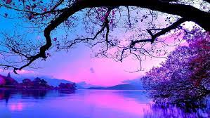 Plunging v silhouette with rope detailing. Hd Wallpaper Blue And Purple Sunset Tree Water Plant Beauty In Nature Wallpaper Flare