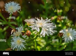 Image result for Delosperma tradescantioides