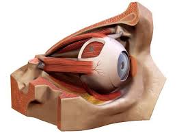 Eye 3d Model Accurate Very High Definition Eye Model With The Bone Of The Eye Socket A Sectioned Version And A 3d Model Medical Illustration Eyeball Anatomy