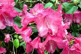 Rozanecznik Williamsa Gartendirektor Glocker Rhododendron Williamsianum In 2020 Rhododendron Plants Flowers