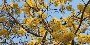 Image result for Cassia abbreviata