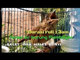 Mengenal lebih dekat burung gunung si flamboyan di lengkapi dengan perbedaan jantan dan betina. Suara Burung Flamboyan Jantan Mp3