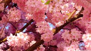 We have 49+ amazing background pictures carefully picked by our community. Aesthetic Floral Hd Wallpapers Wallpaper Cave