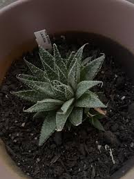 Image result for Pearsonia aristata