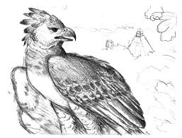 Check spelling or type a new query. Harpy Eagle The Royal Hawk Coloring Pages Coloring Sun