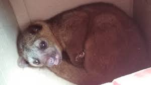 Los cusumbos, tutamono (mono de la noche), cusillo, cusumbo, cusumbí, tutacusillo o perro de monte son animales. Policia Ecuador On Twitter Nuestro Amiguito Regresara A Su Hogar En Sangolqui Pichincha Rescatamos Un Cusumbo Que Se Encontraba Fuera De Su Habitad Y En Posible Riesgo La Especie De Vida