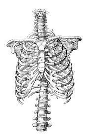Antique Medical Scientific Illustration High Resolution Rib Cage Vector Art Illustration Scientific Illustration Medical Illustration Rib Cage Drawing