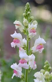 Pin On Gardening