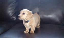 Although we love and raise other colors as well, these beautiful, gentle and intelligent blonde dachshunds have quickly become our passion! Long Haired Miniature Dachshund Puppy For Sale In Toronto Ontario Nice Pets In Canada