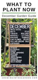 Arizona Garden In December Growing In The Garden Arizona Gardening Container Gardening Vegetables Garden Tasks