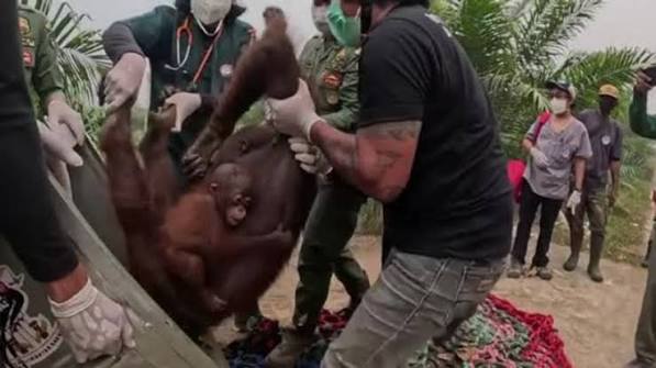 Indonesia, una mamma orango col bebé “evacuati” dall’incendio