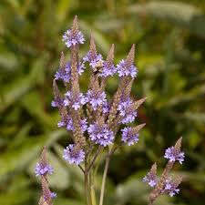 Image result for Verbenaceae