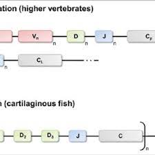 Igg elisa kit allows for the in vitro quantitative determination of igg concentrations in plasma, tissue homogenates and other biological fluids. Structural Features Of Intact Igg A Camelid Hclgg B And Shark Download Scientific Diagram