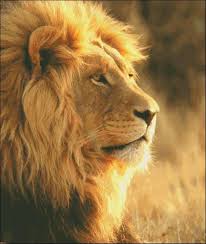 African Lion Cross Stitch Pattern Pdf Instant Download X Etsy In 2021 Lion Images African Lion Lions