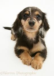 Dog Silver Dapple Miniature Long Haired Dachshund Pup Tacsko Tacskok