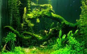 Also white algae usually blooms on new driftwood/plants added to an aquarium. How To Get Rid Of Algae In An Aquarium Swell Uk