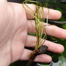 Image result for Aponogeton