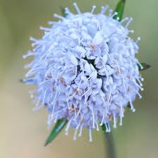Maybe you would like to learn more about one of these? Hardy Annuals And The Rhs Rating System The Kokoro Garden
