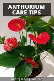 When the plant is positioned in the dark, it will give fewer flowers. Anthurium Care Tips Grow This Stunning Houseplant At Home Learn More At Smartgardenguide Com Plant Care Houseplant Anthurium Care Flowering House Plants