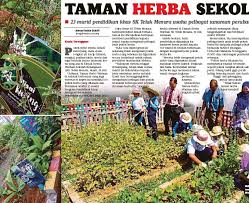 Manfaat alami tongkat ali sebagai obat kuat alami. Taman Herba Sekolah Pressreader