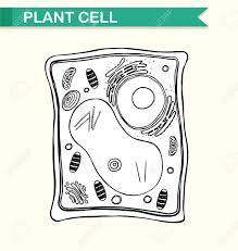 We did not find results for: Diagram Showing Plant Cell In Black And White Illustration Royalty Free Cliparts Vectors And Stock Illustration Image 61462429