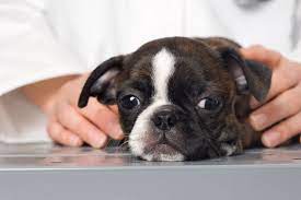 How To Treat Bloody Diarrhea In Dogs