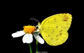 Check out our butterfly wallpaper selection for the very best in unique or custom, handmade pieces from our wall decor shops. Wallpaper Butterfly Black Background Yellow Butterfly Images For Desktop Section Zhivotnye Download