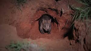 Image result for Northern hairy-nosed wombat