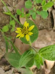 Image result for Aspilia africana