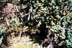 Image result for Kotschya imbricata