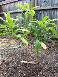 The abiu is a smooth, brilliant yellow fruit with sweet translucent flesh. Abiu Pouteria Caimito A Ladybird Fruit Tree Nursery Facebook