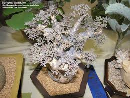 Image result for Cyphostemma septemfoliolatum