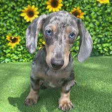 Blue Dapple Dachshund Puppies For Sale Near Me In 2021 Dachshund Puppies For Sale Dapple Dachshund Dapple Dachshund Puppy