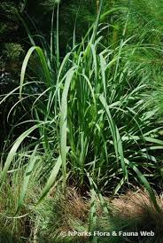 Image result for Cymbopogon nardus