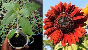 Warna bunga matahari ini merah gelap dan kehitaman di bagian tengahnya. Panduan Lengkap Cara Menanam Bunga Matahari Velvet Queen Dalam Pot Bagi Pemula Faunadanflora Com