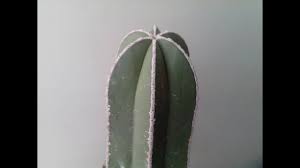 Lo mejor de estas plantas es que se pueden sembrar de distintas formas, independientemente del espacio en vista que las raíces de los cactus son bastante superficiales, las canastas resultan idóneas para plantarlos. 3 Formas De Reproducir Un Cactus Youtube