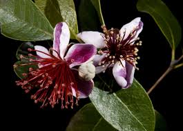 Image result for Feijoa sellowiana