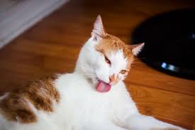 Pin On Cats Information About Cats