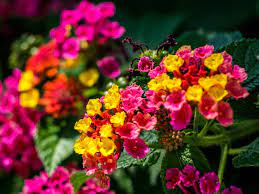 Mint leaves can aid in keeping mosquitoes away. 12 Plants That Repel Mosquitoes