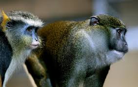 Swamp monkey behavior and facts. Niabi Opens New Primate Exhibit Government Politics Muscatinejournal Com