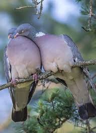 Wood Pigeon Columba Palumbus Animals Pet Birds Wood Pigeon