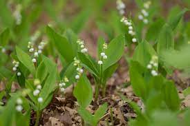 We did not find results for: Lily Of The Valley Plant Care Growing Guide