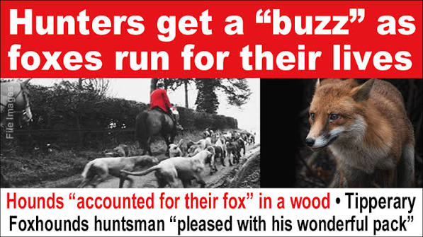 Foxes were terrorised by a pack of dogs and at least one was killed during a hunt in County Tipperary. A report in British hunting magazine Horse and Hound (18 February 2026)