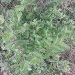 Image result for Afrocanthium mundianum