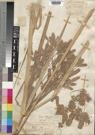 Image result for Cyperus dives