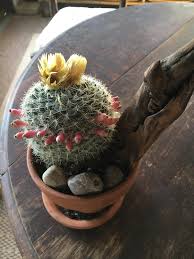 Explore pink cactus's (@pink_cactus) posts on pholder | see more posts from u/pink_cactus about teenagers, museum and jigsawpuzzles. My Cacti Grew A Halo Of These Pink Things Once I Cut The Water Wayyy Back Are Those Going To Be Flowers Succulents