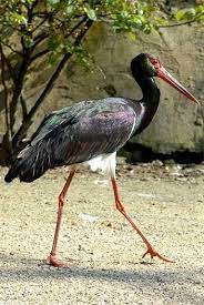 black stork
