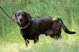 Image result for alpský brakýř jezevčíkovitý