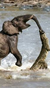 10 Predators that target elephants in ...